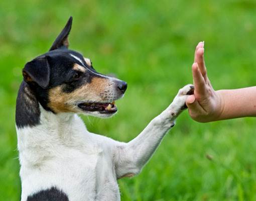 אילוף כלבים יכול לתרום לקשר וההרמוניה בין הכלב לבעלים